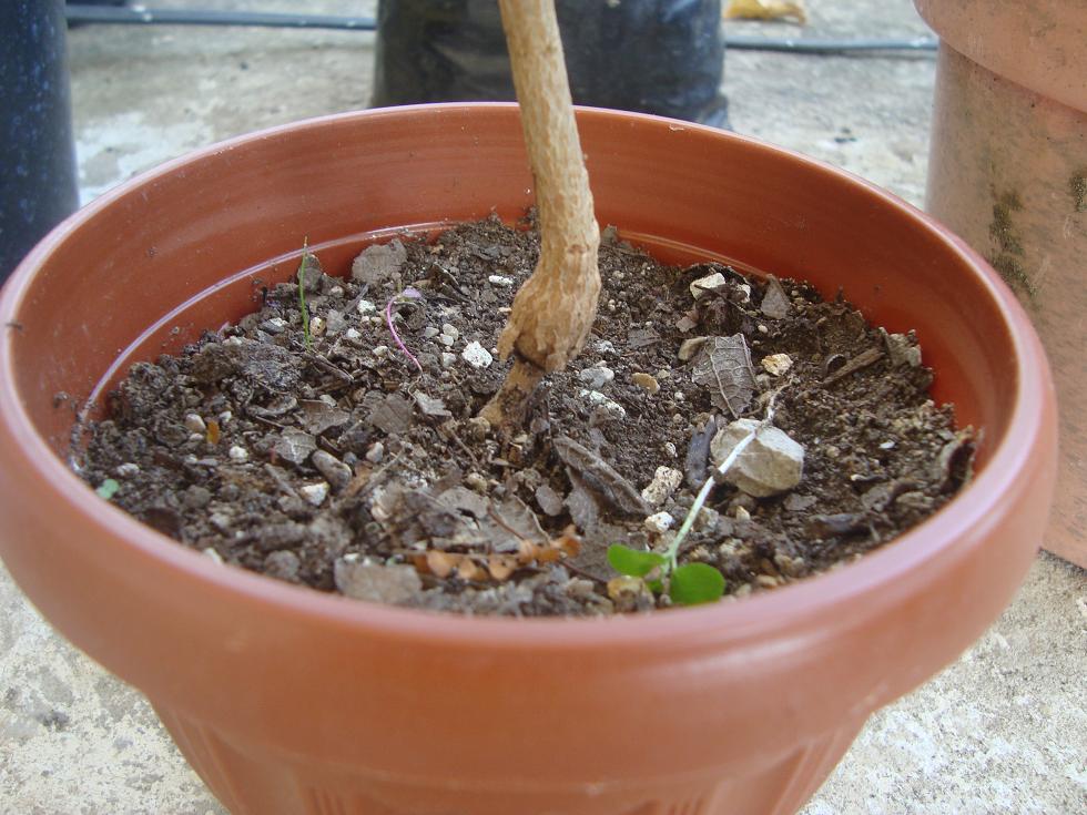 [Foto de planta, jardin, jardineria]