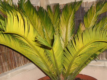 [Foto de planta, jardin, jardineria]