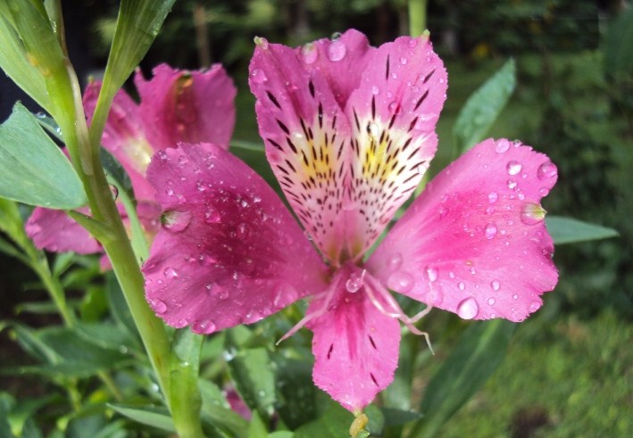 [Foto de planta, jardin, jardineria]