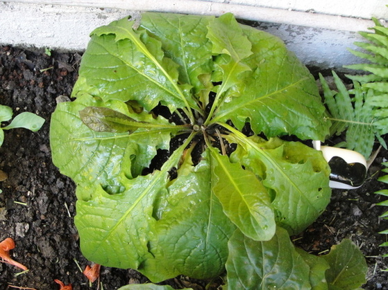 [Foto de planta, jardin, jardineria]