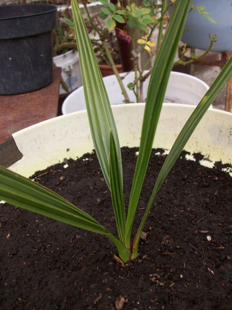 [Foto de planta, jardin, jardineria]