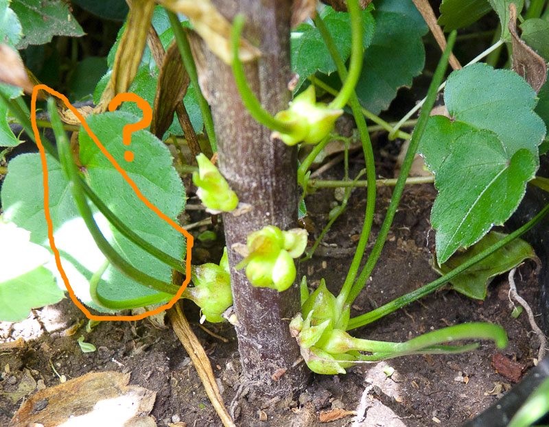 [Foto de planta, jardin, jardineria]