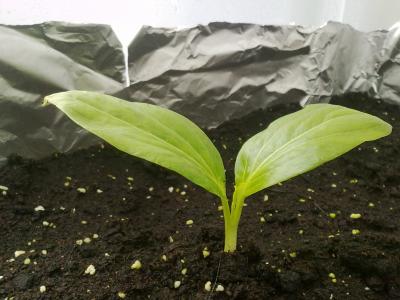 [Foto de planta, jardin, jardineria]