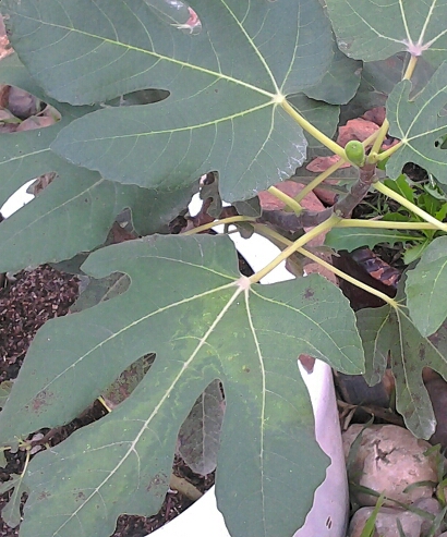 [Foto de planta, jardin, jardineria]