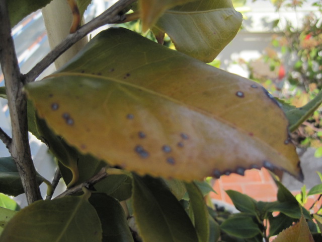 [Foto de planta, jardin, jardineria]