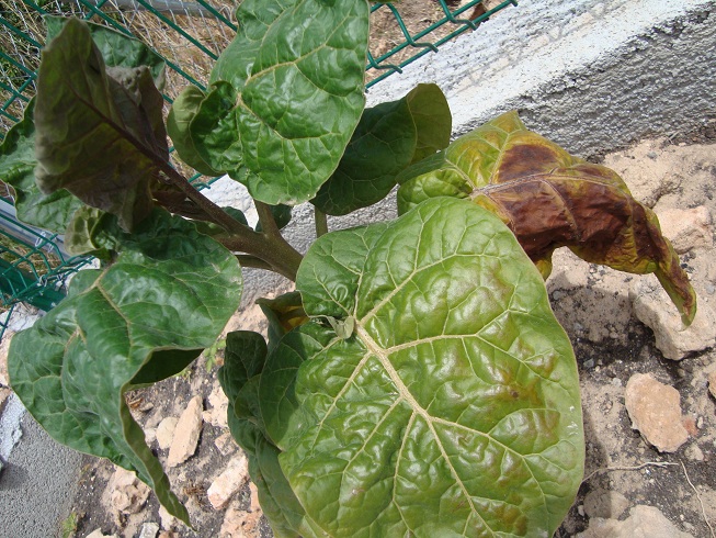 [Foto de planta, jardin, jardineria]