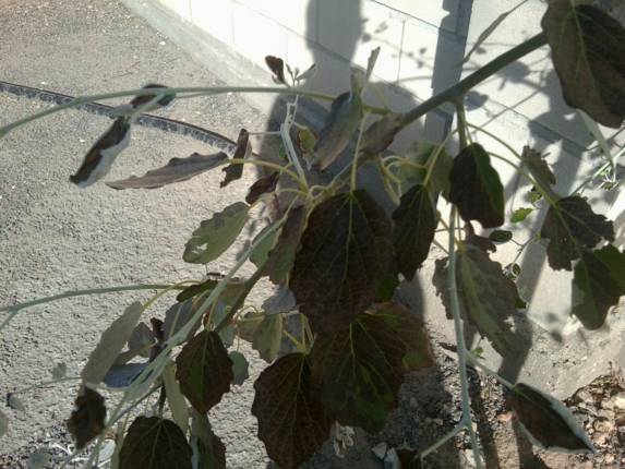[Foto de planta, jardin, jardineria]