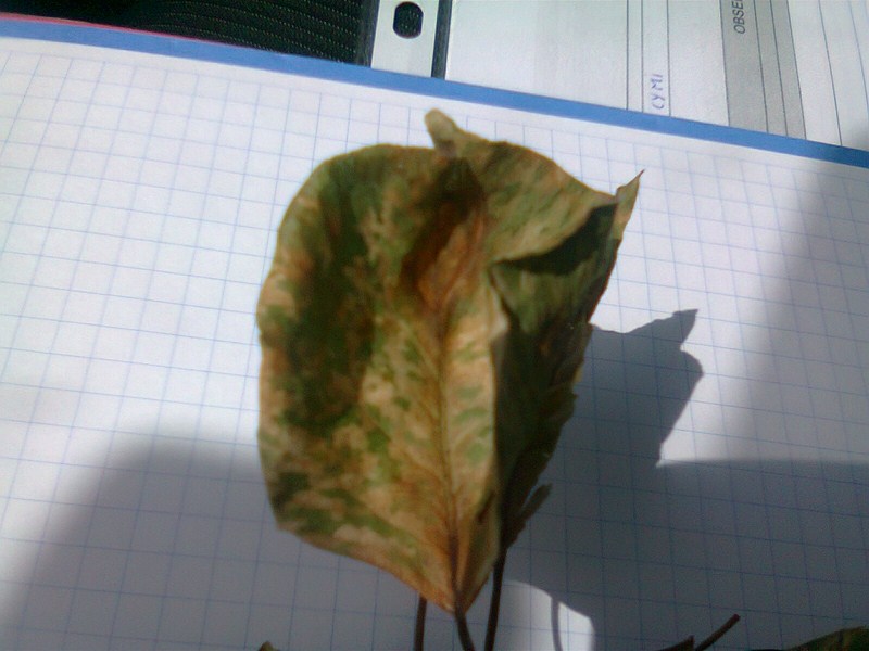[Foto de planta, jardin, jardineria]