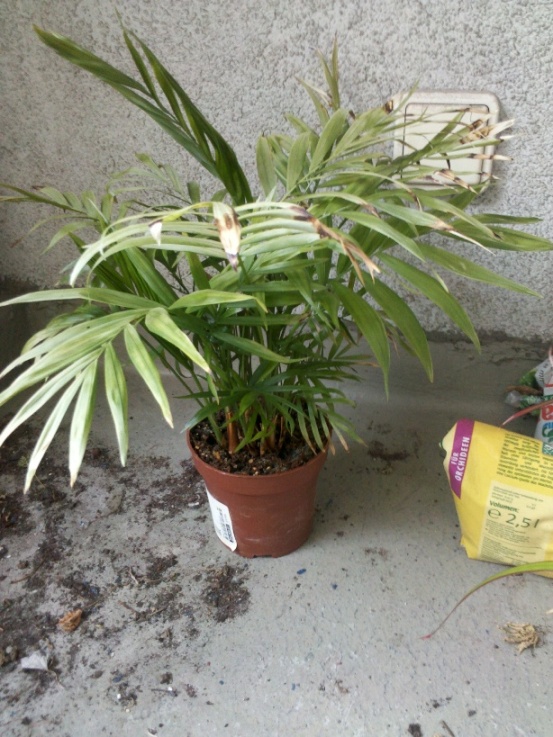 [Foto de planta, jardin, jardineria]