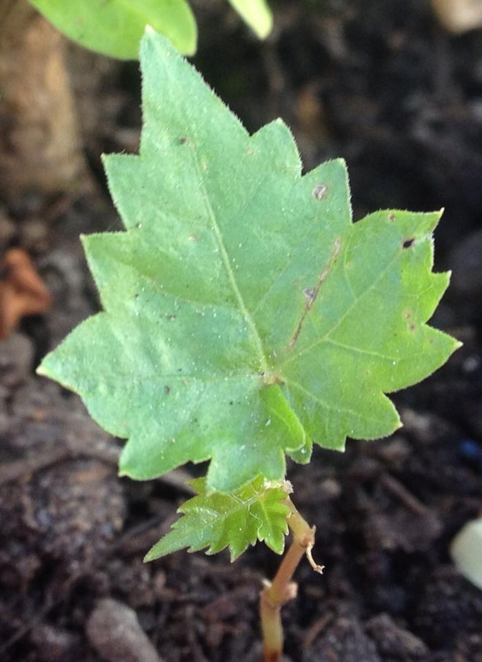 [Foto de planta, jardin, jardineria]