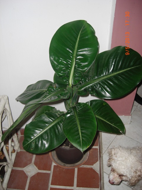 [Foto de planta, jardin, jardineria]