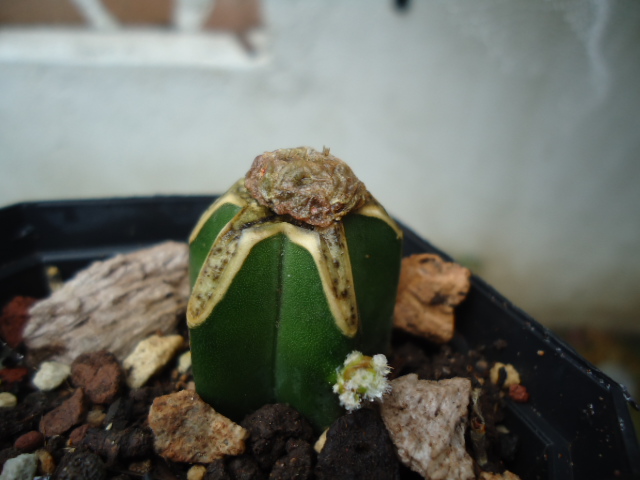 [Foto de planta, jardin, jardineria]