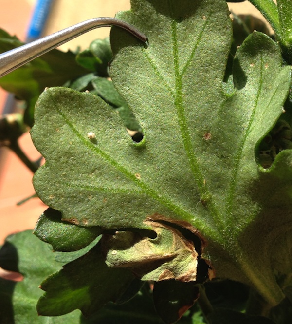 [Foto de planta, jardin, jardineria]