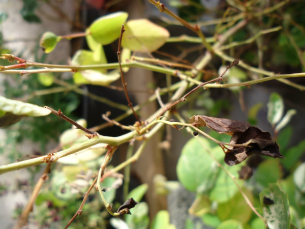 [Foto de planta, jardin, jardineria]