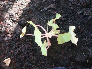 [Foto de planta, jardin, jardineria]