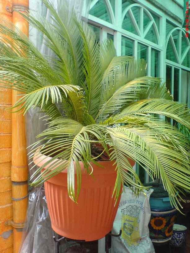 [Foto de planta, jardin, jardineria]