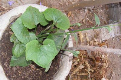 [Foto de planta, jardin, jardineria]