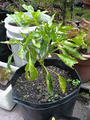 [Foto de planta, jardin, jardineria]