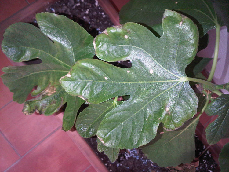 [Foto de planta, jardin, jardineria]