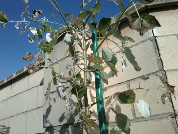 [Foto de planta, jardin, jardineria]