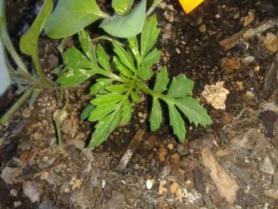 [Foto de planta, jardin, jardineria]