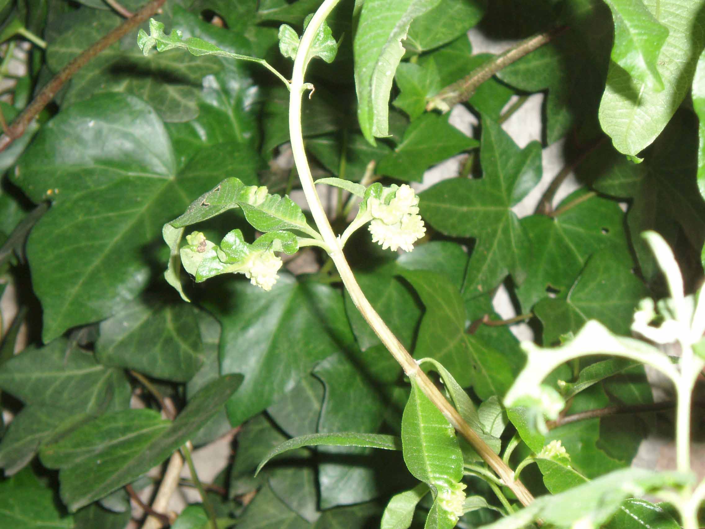 [Foto de planta, jardin, jardineria]