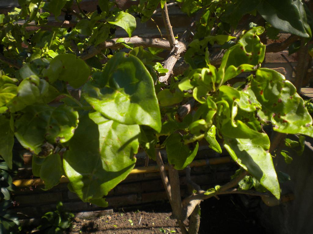 [Foto de planta, jardin, jardineria]