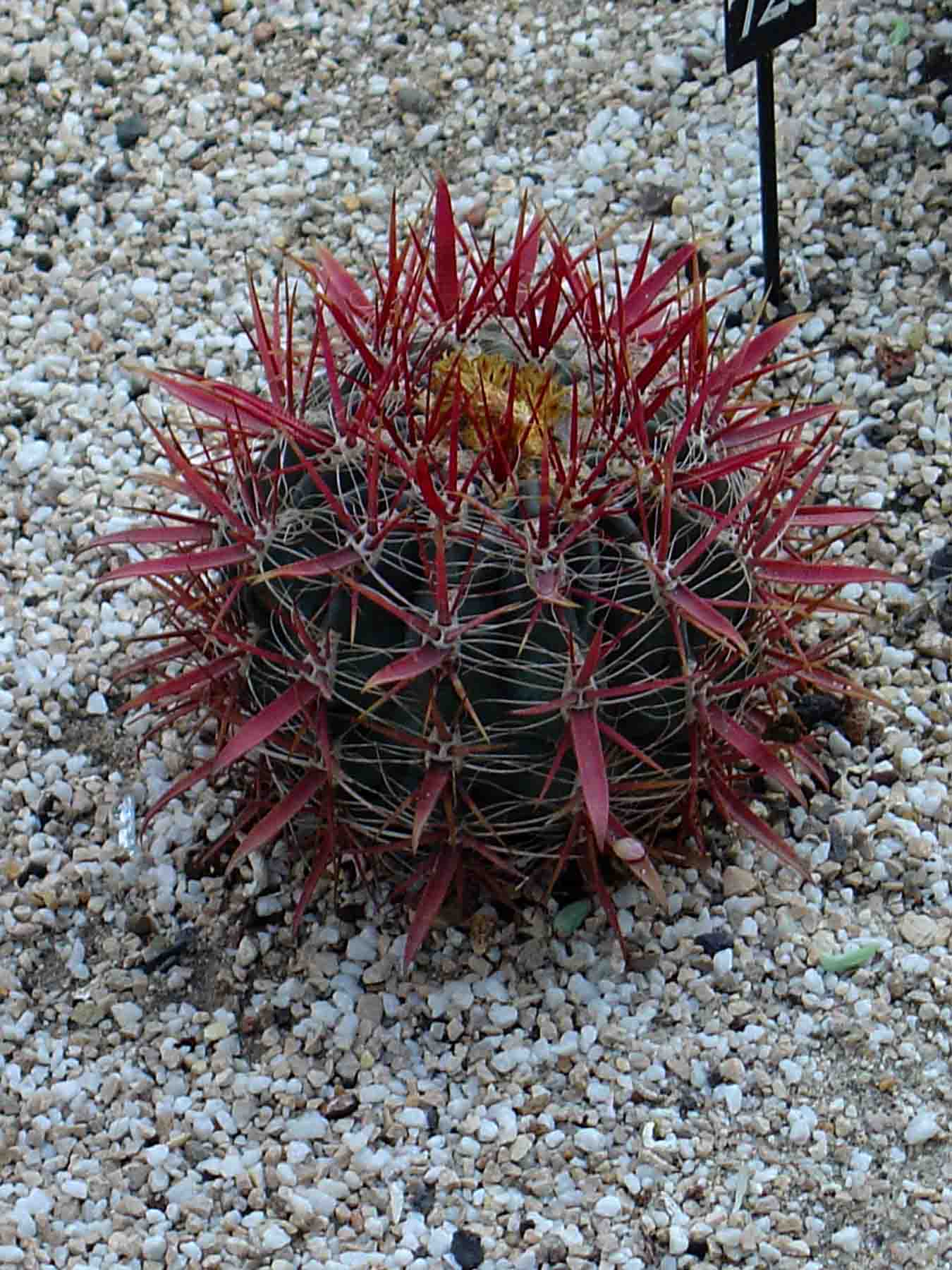 [Foto de planta, jardin, jardineria]
