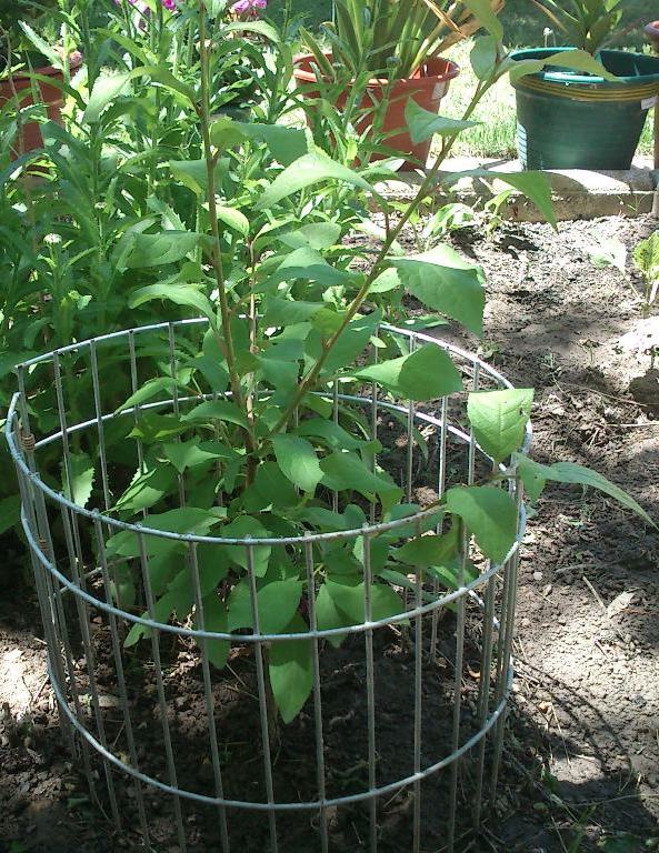 [Foto de planta, jardin, jardineria]