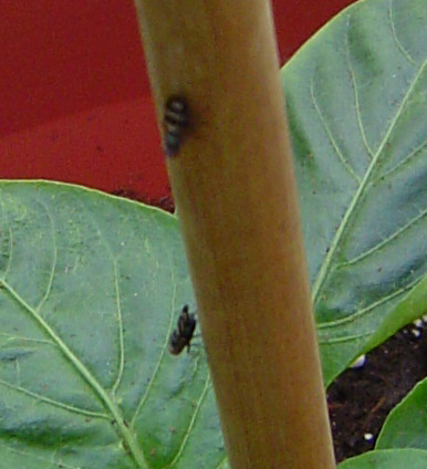 [Foto de planta, jardin, jardineria]