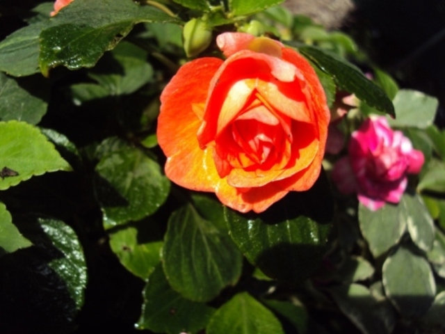 [Foto de planta, jardin, jardineria]