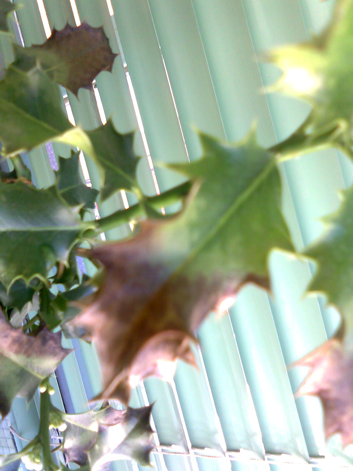 [Foto de planta, jardin, jardineria]