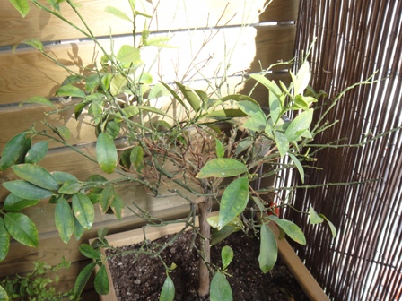 [Foto de planta, jardin, jardineria]
