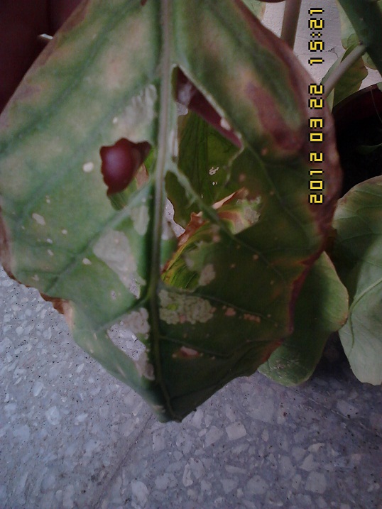 [Foto de planta, jardin, jardineria]