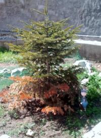 [Foto de planta, jardin, jardineria]