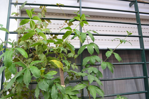 [Foto de planta, jardin, jardineria]