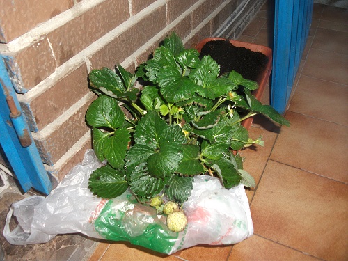 [Foto de planta, jardin, jardineria]