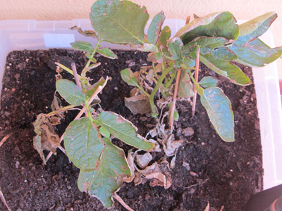 [Foto de planta, jardin, jardineria]