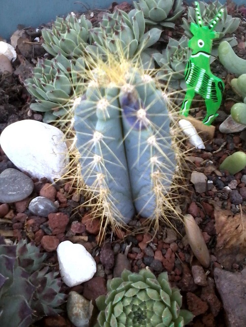 [Foto de planta, jardin, jardineria]