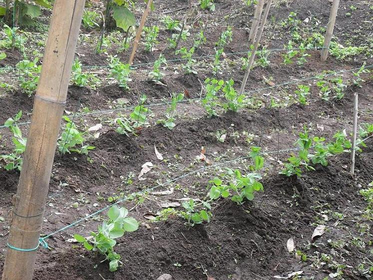 [Foto de planta, jardin, jardineria]