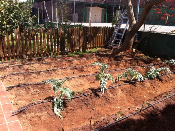 [Foto de planta, jardin, jardineria]