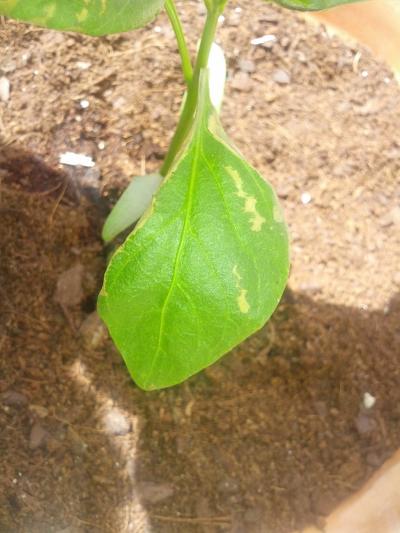 [Foto de planta, jardin, jardineria]