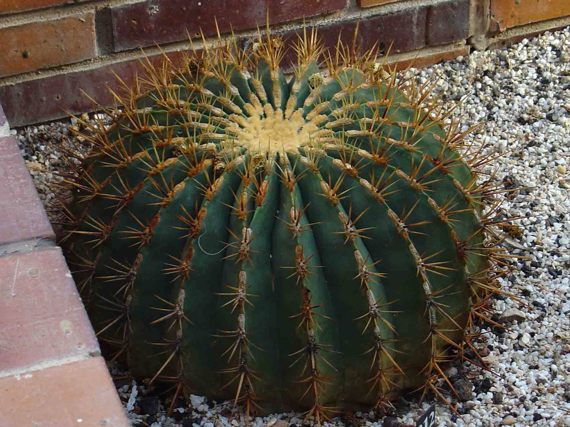 [Foto de planta, jardin, jardineria]
