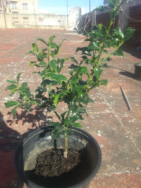 [Foto de planta, jardin, jardineria]