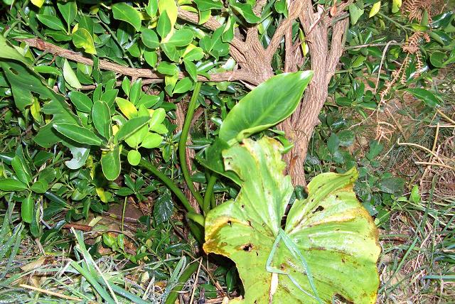 [Foto de planta, jardin, jardineria]