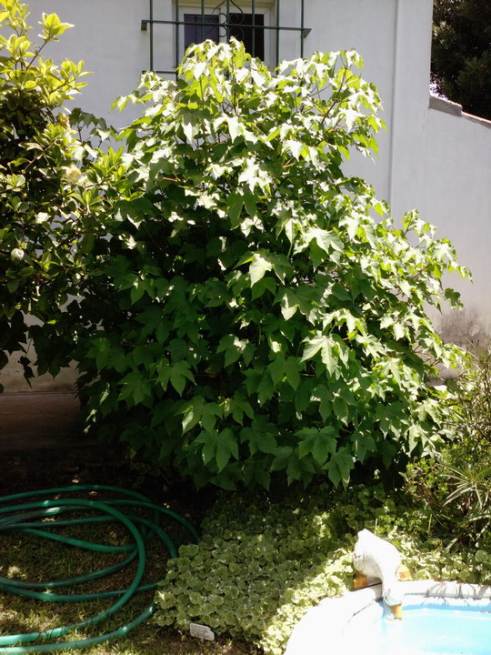 [Foto de planta, jardin, jardineria]