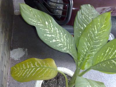 [Foto de planta, jardin, jardineria]