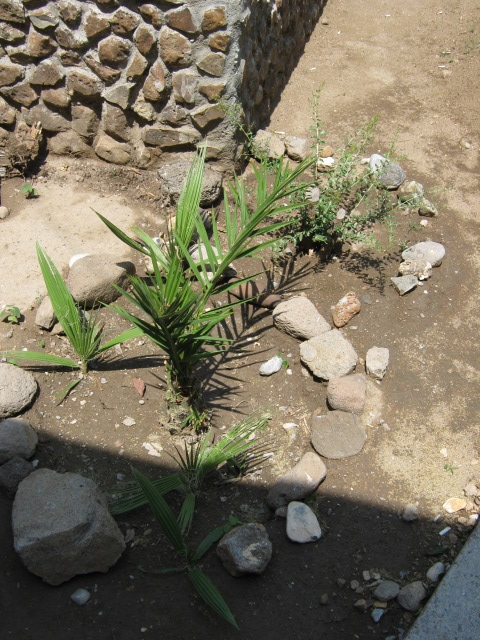 [Foto de planta, jardin, jardineria]