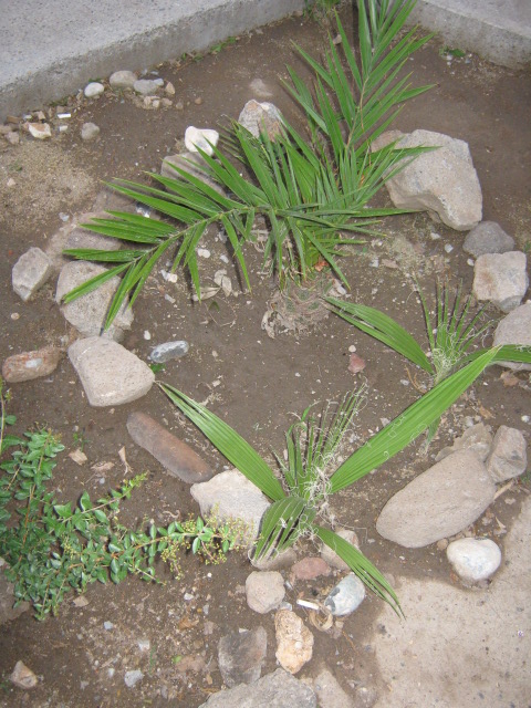 [Foto de planta, jardin, jardineria]