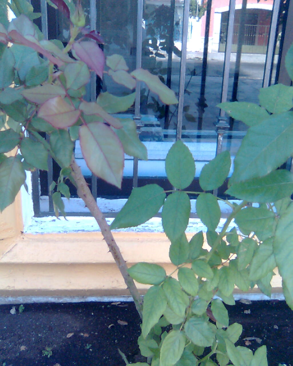 [Foto de planta, jardin, jardineria]